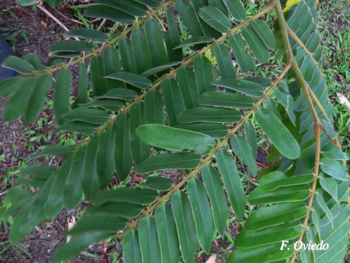 Cassia grandis (Carao)