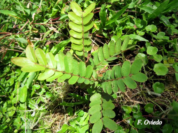 Cassia grandis (Carao)