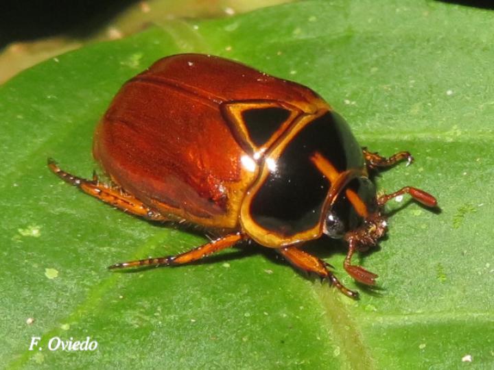 Chasmodia collaris