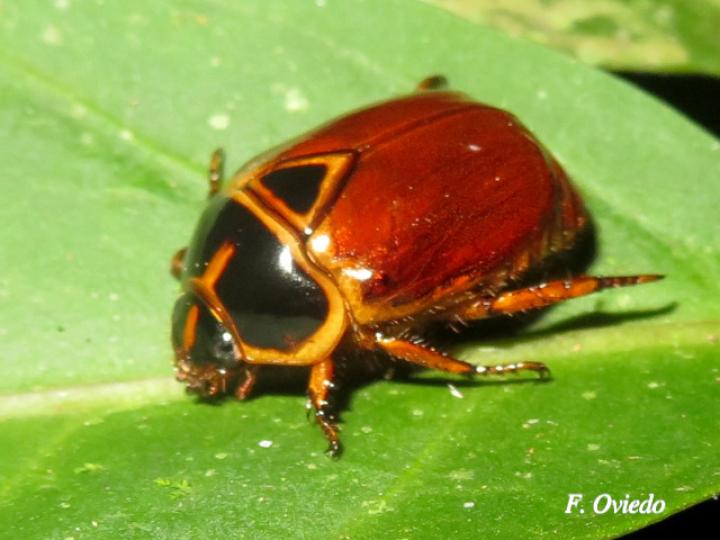 Chasmodia collaris