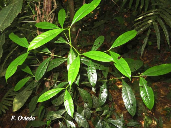 Chimarrhis parviflora Ecos del Bosque
