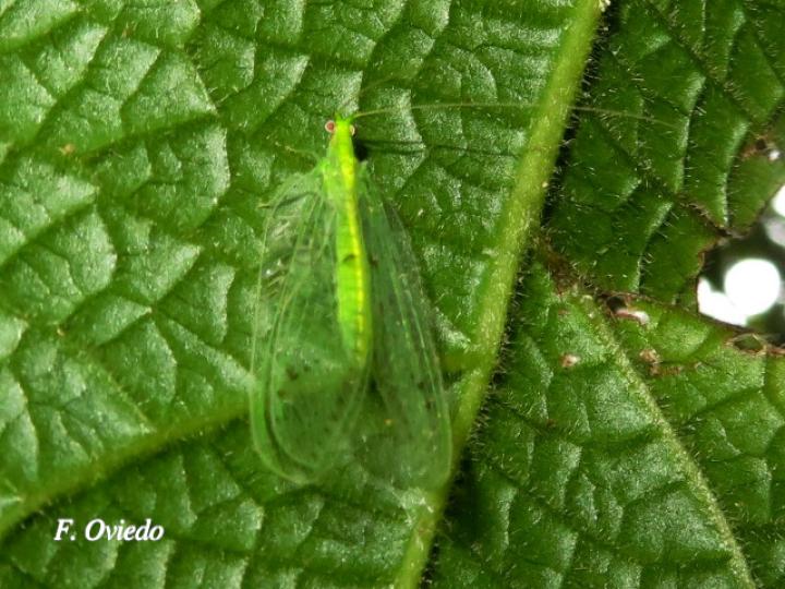 Chrysoperla carnea (Complejo de especies) | Ecos del Bosque