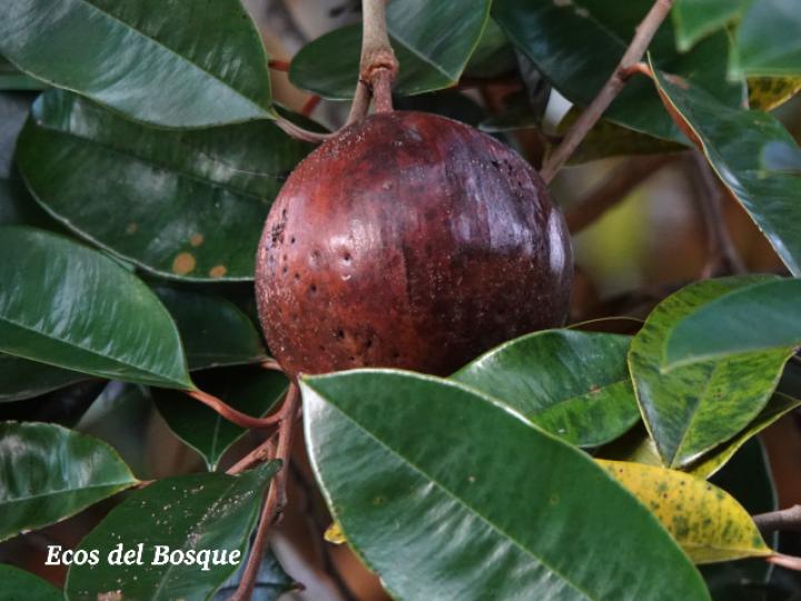 Chrysophyllum cainito (Caimito)