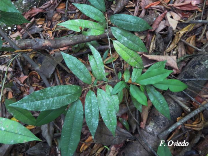 Chrysophyllum cainito (Caimito)