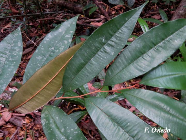 Chrysophyllum cainito (Caimito)