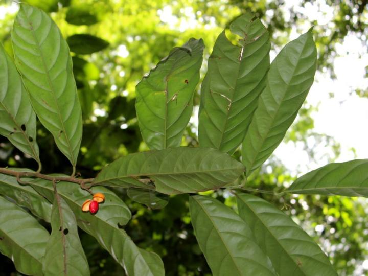Compsoneura mexicana (Fruta dorada, sangrillo)