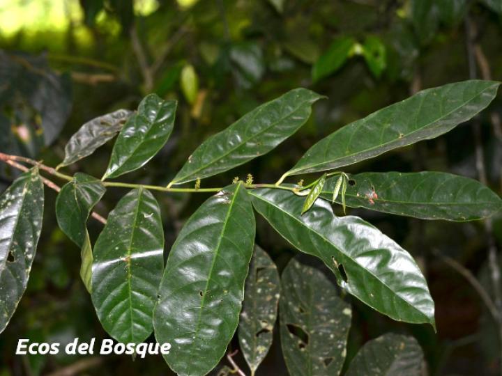 Compsoneura mexicana (Fruta dorada, sangrillo)