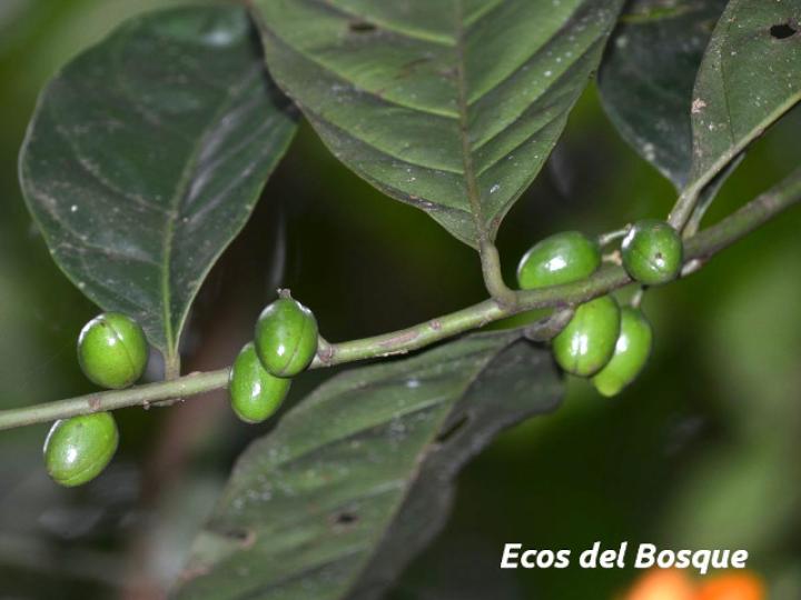 Compsoneura mexicana (Fruta dorada, sangrillo)