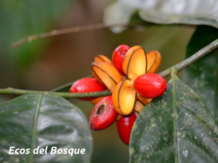 Compsoneura mexicana (Fruta dorada, sangrillo)