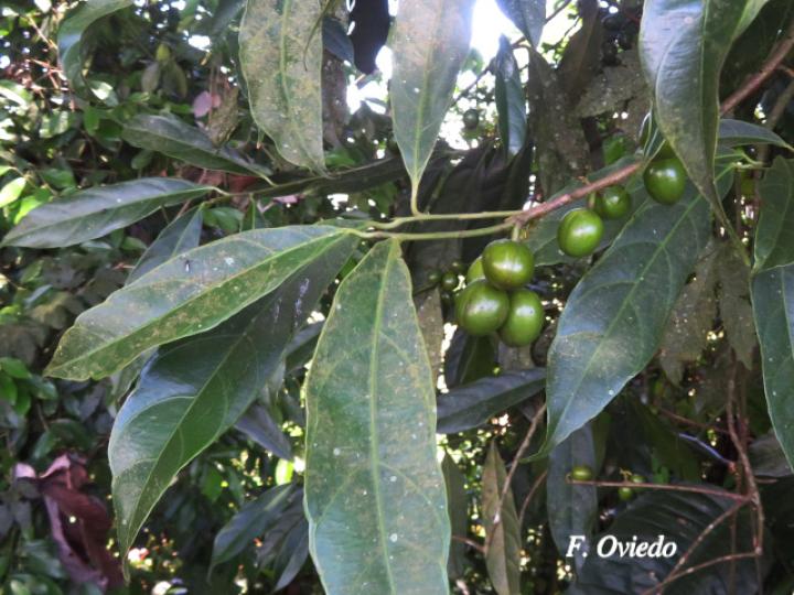 Compsoneura mexicana (Fruta dorada, sangrillo)