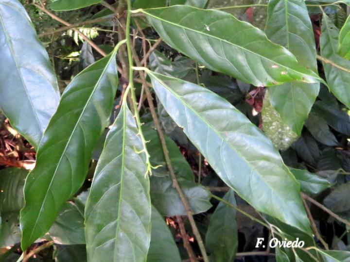 Compsoneura mexicana (Fruta dorada, sangrillo)