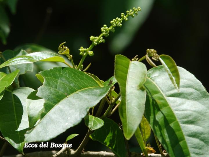 Croton megistocarpus