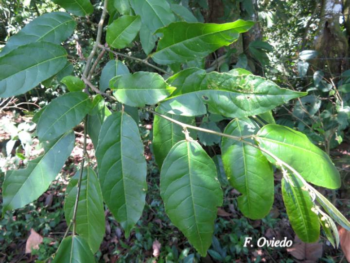 Croton megistocarpus