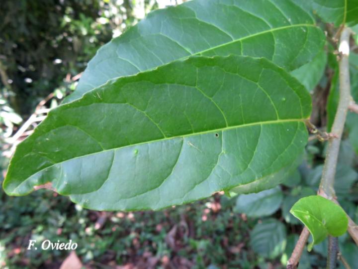 Croton megistocarpus