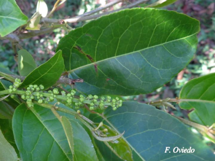 Croton megistocarpus