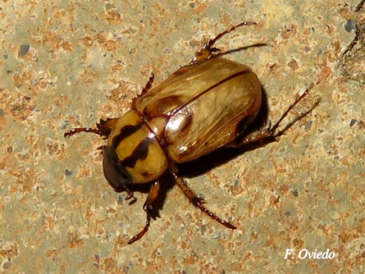 Cyclocephala amazona