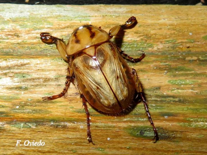 Cyclocephala amazona