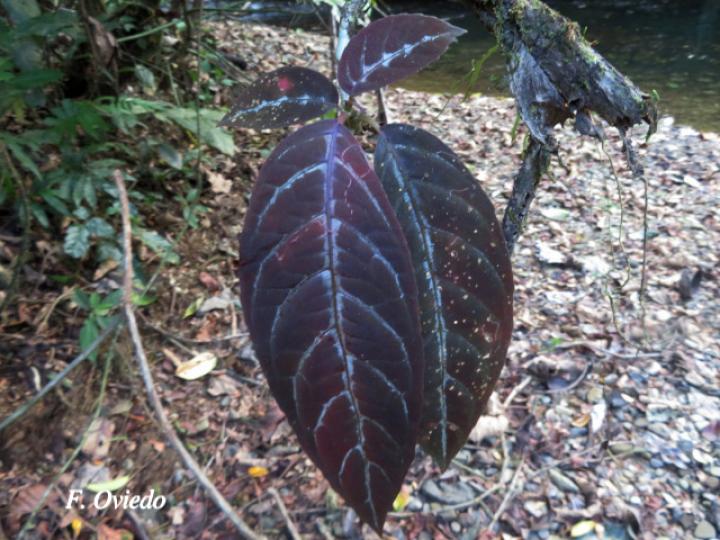 Drymonia stenophylla