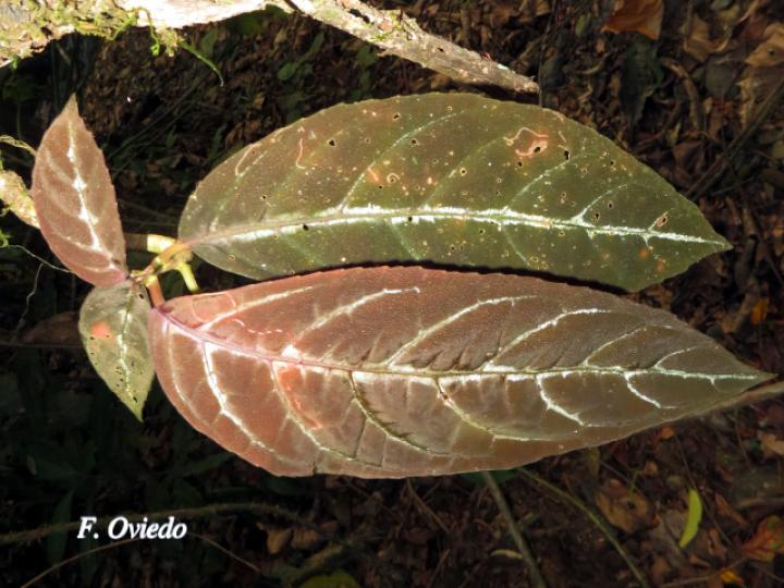 Drymonia stenophylla