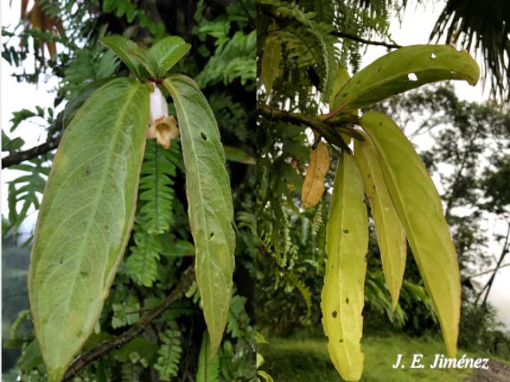 Drymonia stenophylla