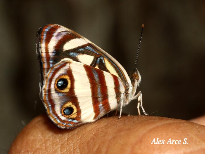 Dynamine postverta mexicana (Marinera mexicana)