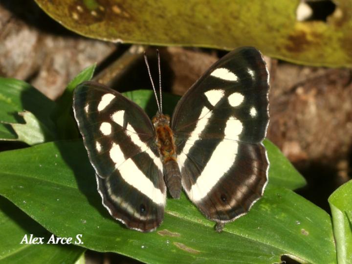 Dynamine postverta mexicana (Marinera mexicana)