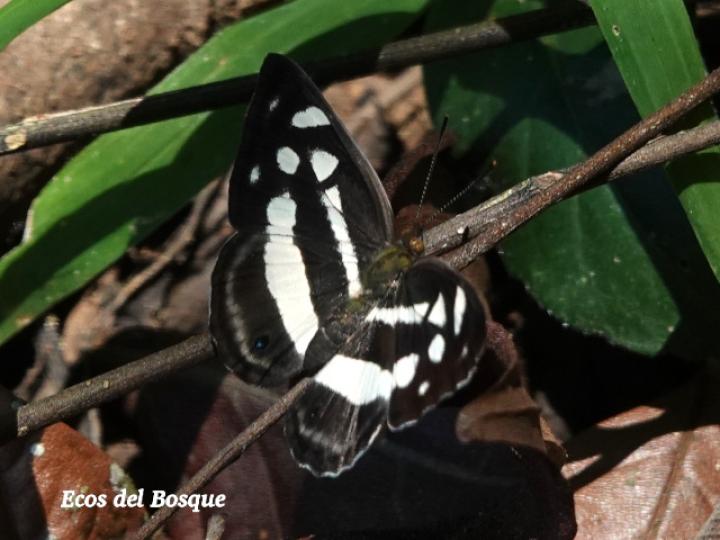 Dynamine postverta mexicana (Marinera mexicana)