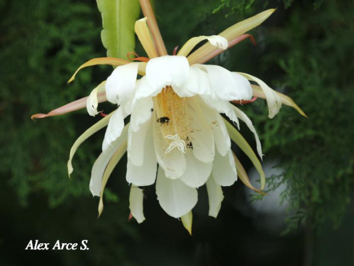 Epiphyllum thomasianum 