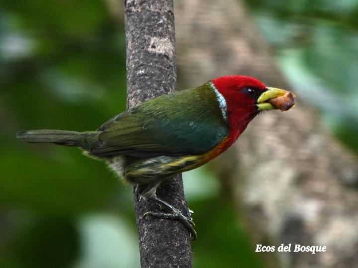 Eubucco bourcierii (Ruano) Eubucco bourcierii (Ruano)