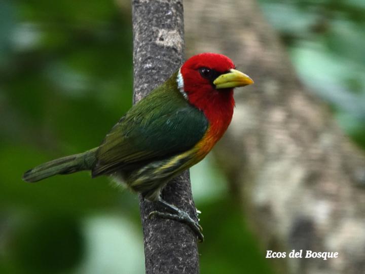 Eubucco bourcierii (Ruano) Eubucco bourcierii (Ruano)