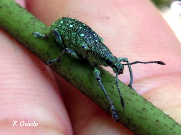 Exophthalmus jekelianus