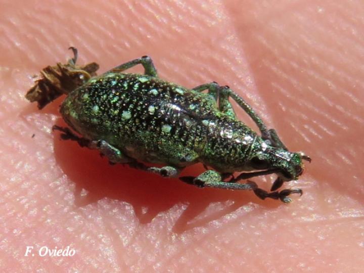 Exophthalmus jekelianus