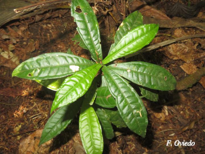 Faramea suerrensis Faramea suerrensis
