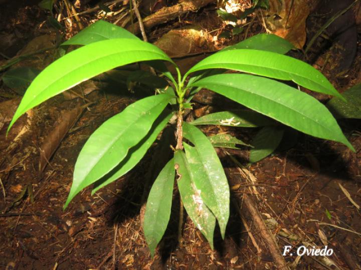 Garcinia intermedia (Jorco)