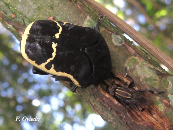Gymnetis chevrolati