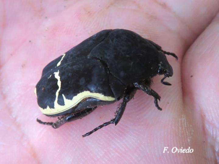 Gymnetis chevrolati