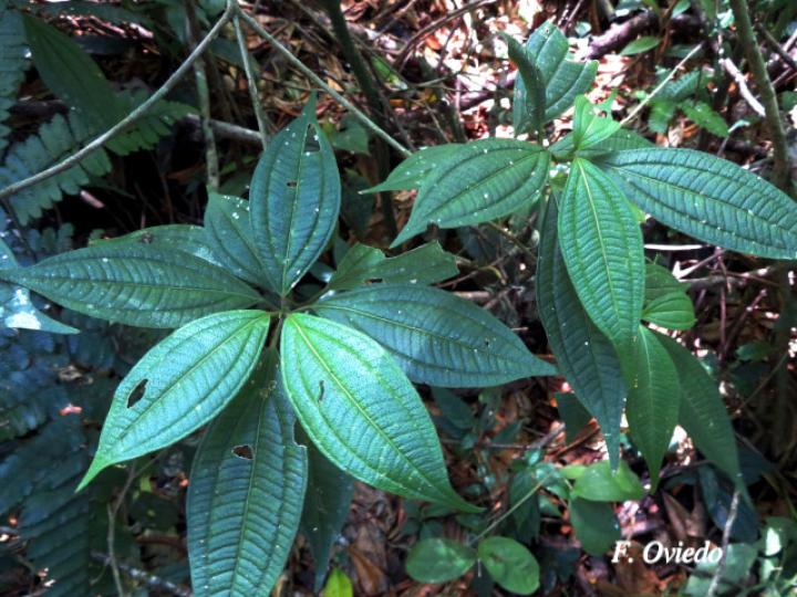 Henriettea tuberculosa