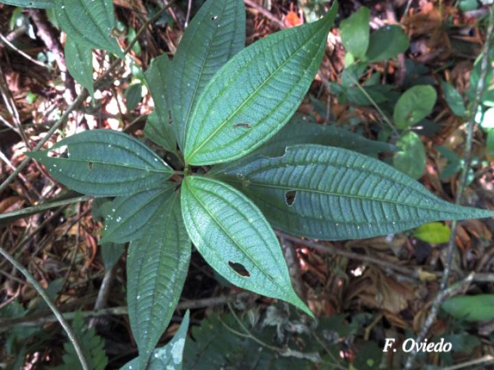 Henriettea tuberculosa