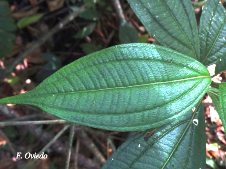 Henriettea tuberculosa