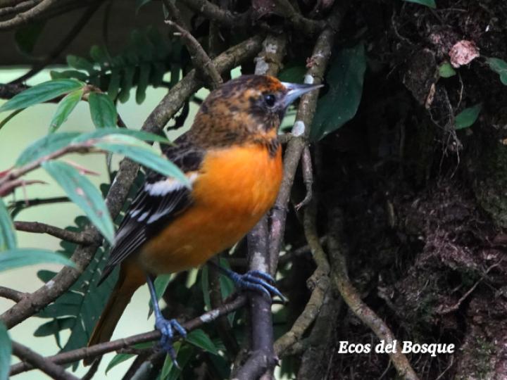 Icterus galbula (Cacique veranero juvenil)