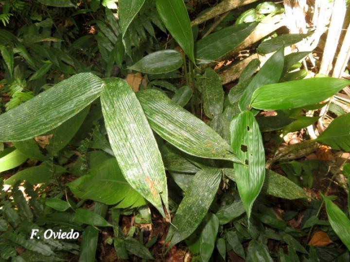 Lithachne pauciflora (Diente de perro)
