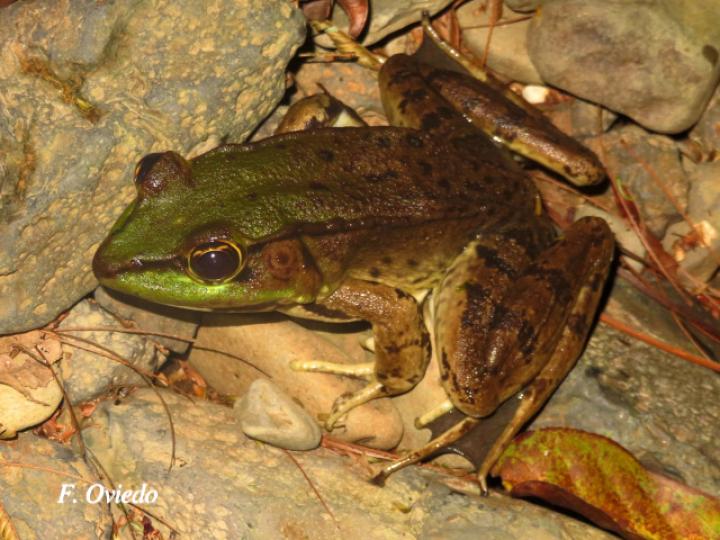 Lithobathes taylori (Rana leopardo)