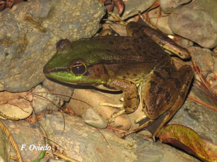 Lithobathes taylori (Rana leopardo)
