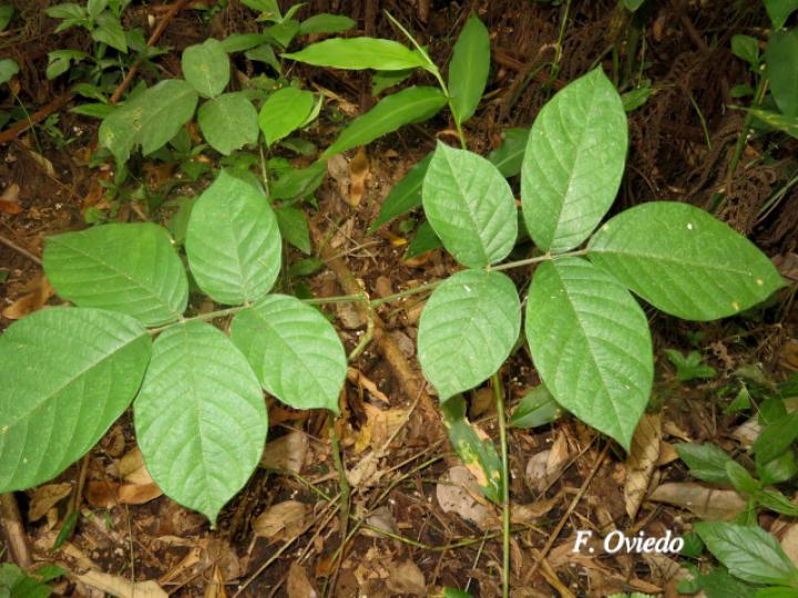 Lonchocarpus ferrugineus (Comenegro, Pava)