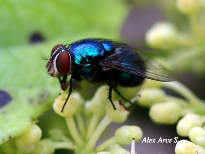 Lucilia eximia (Mosca metálica)