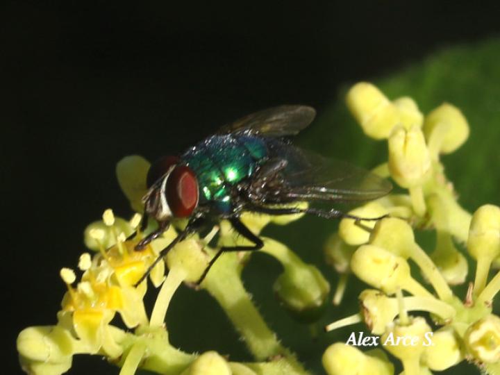 Lucilia eximia (Mosca metálica)