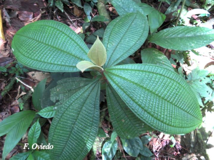 Miconia solearis Miconia solearis