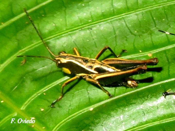 Microtylopteryx hebardi