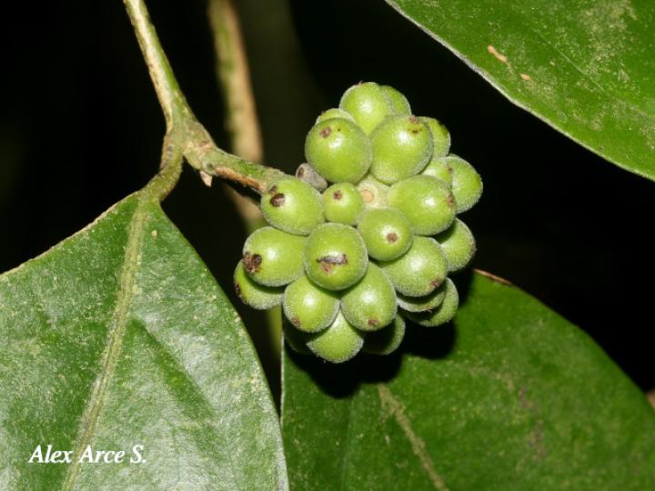 Mollinedia costaricensis (Limoncillo)
