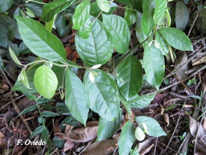 Mollinedia costaricensis (Limoncillo)